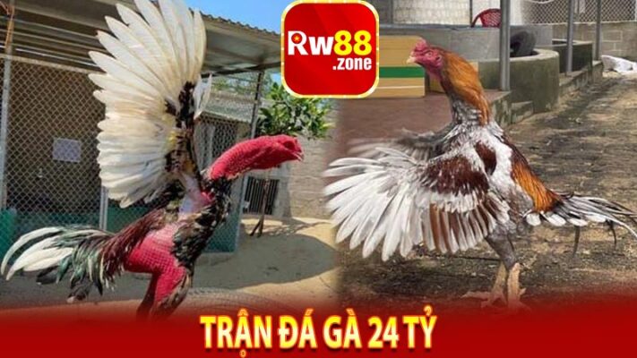 Trận Đá Gà 24 Tỷ