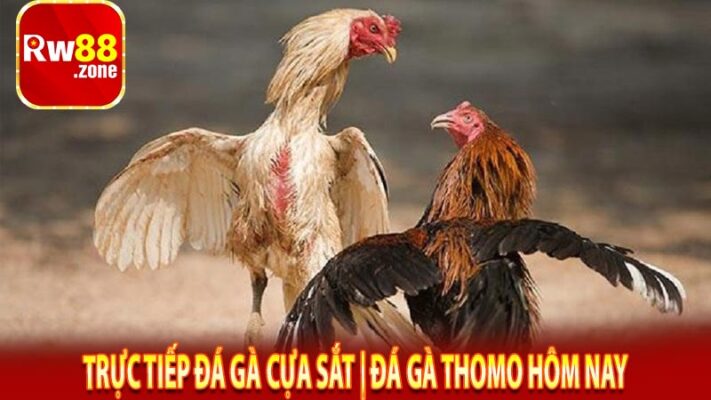 Trực Tiếp Đá Gà Cựa Sắt | Đá Gà Thomo Hôm Nay