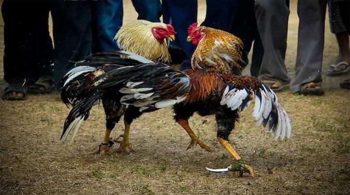 Đá Gà Cựa Dao – Trận Chiến Máu Lửa