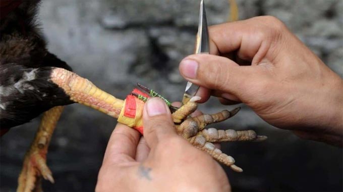 Lý Do Đá Gà Cựa Dao Trở Thành Xu Hướng